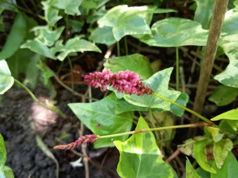  - Grădina 2022 continuare 3