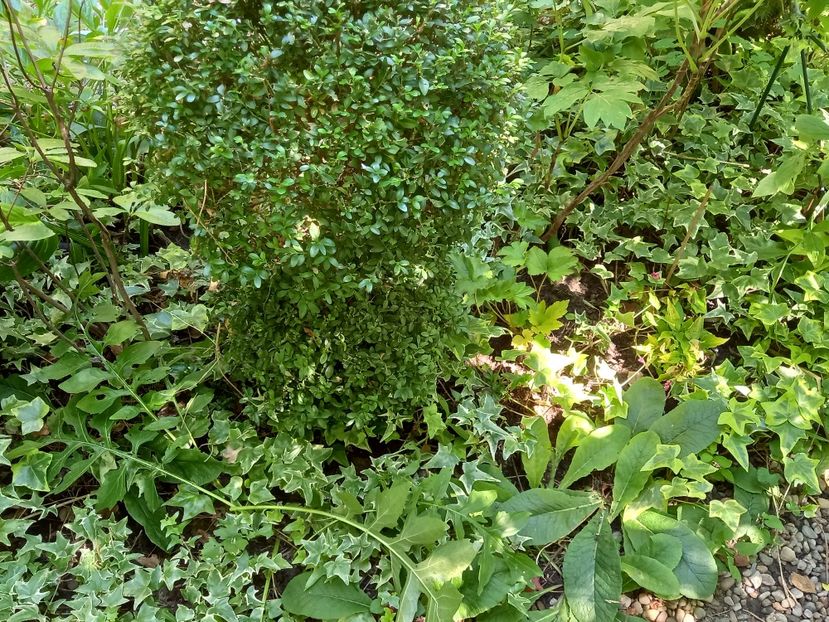  - Grădina 2022 continuare 3