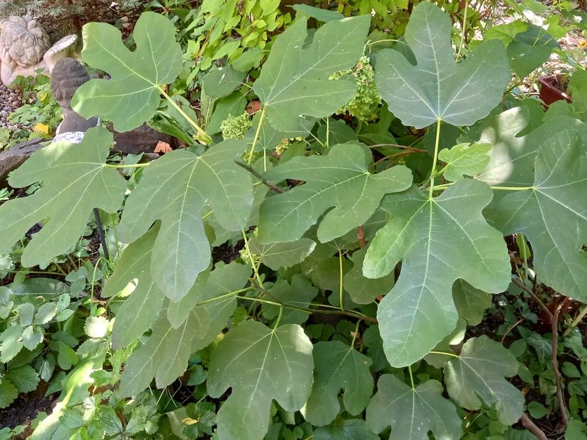 Smochin...degeaba, ptr că la umbră fructe nu face - Grădina 2022 continuare 3