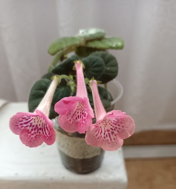  - Mini sinningia