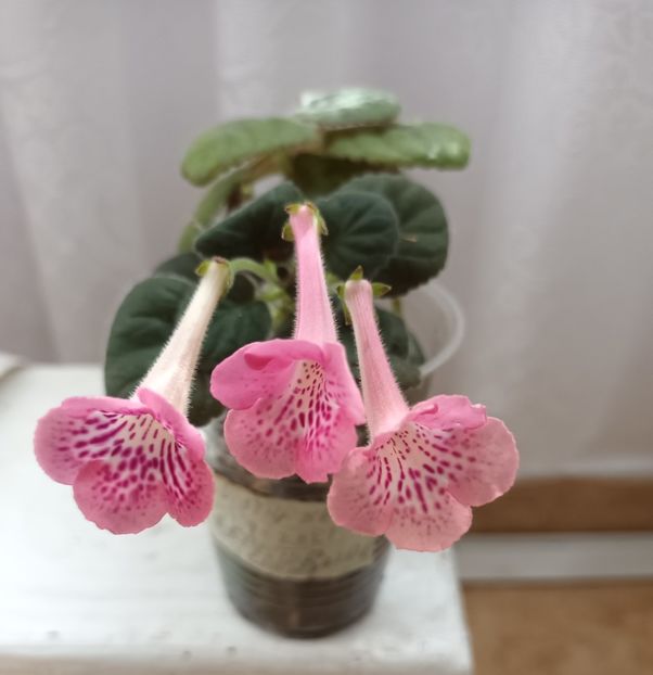  - Mini sinningia