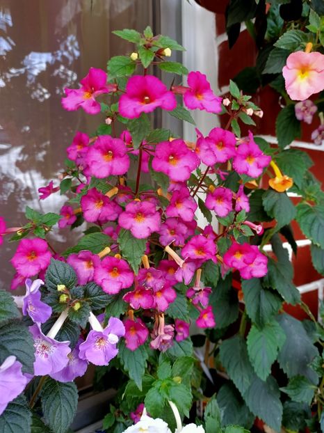 Img.2022.07.31 - 4- La Zâna mea bună