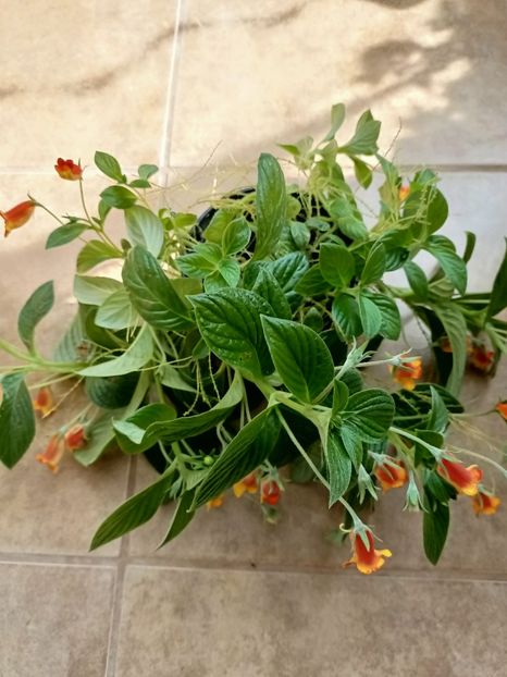 Img.2022.07.31 - 4- La Zâna mea bună