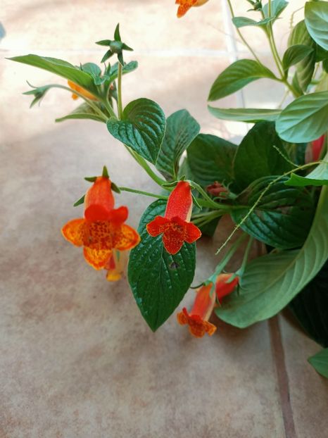 Img.2022.07.31 - 4- La Zâna mea bună