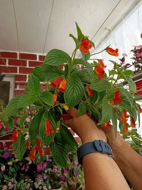 Img.2022.07.31 - 4- La Zâna mea bună