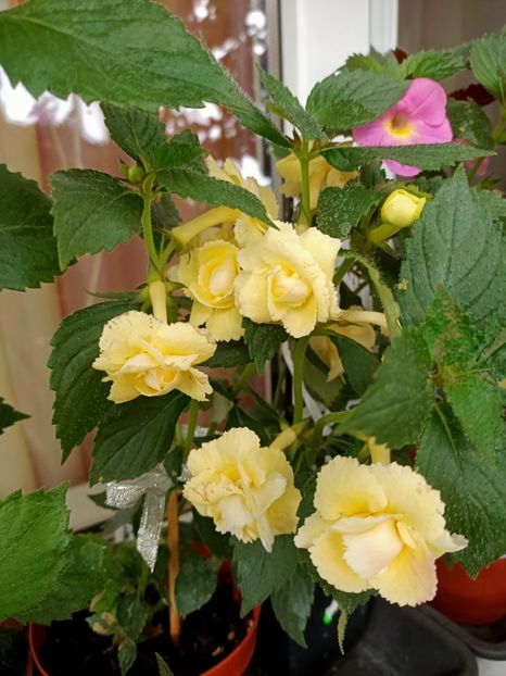 Img.2022.07.31 - 4- La Zâna mea bună