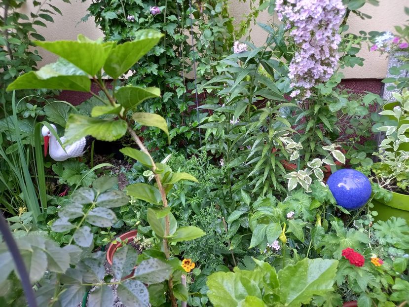  - Grădina 2022 continuare 3