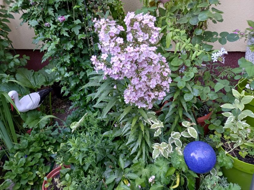  - Grădina 2022 continuare 3