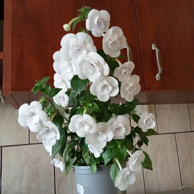  - Double Picotee Rose