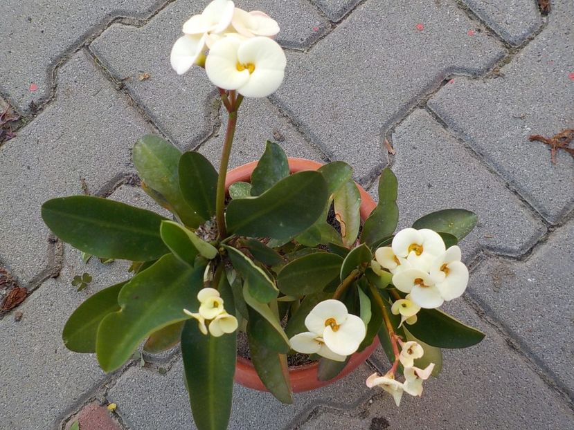  - euphorbia milli
