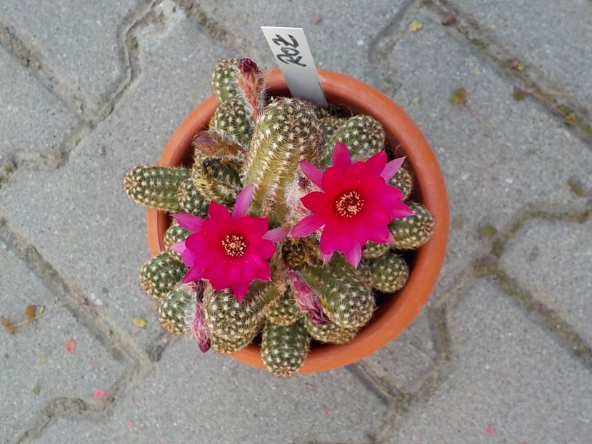  - chamacereus hibrid