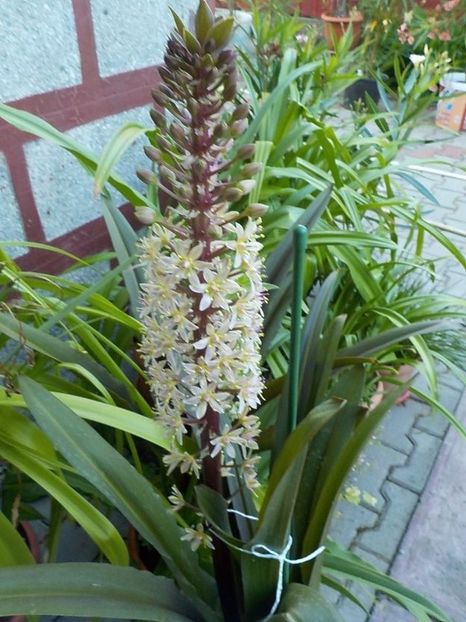  - eucomis