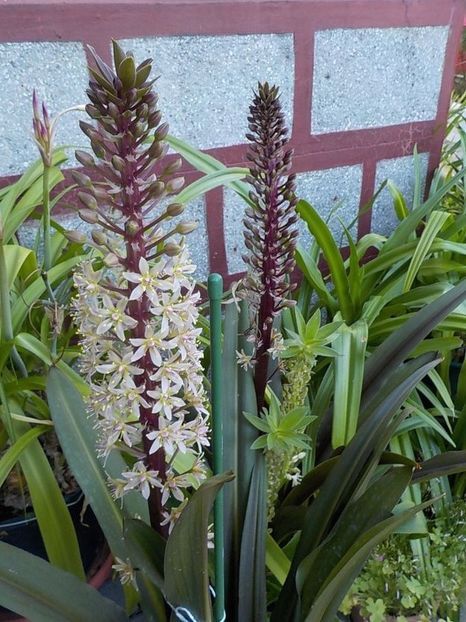  - eucomis