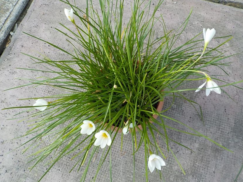  - zephiranthes