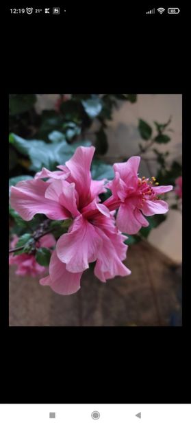 Screenshot_2022-06-19-18-23-33-249_com.miui.gallery - Kona