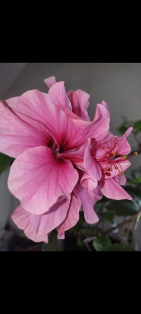 Screenshot_2022-05-28-06-51-33-660_com.miui.gallery - Kona