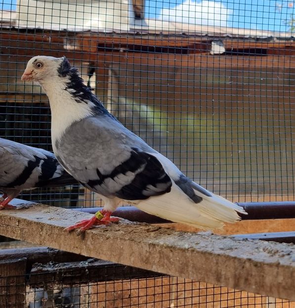  - 4-Jucatori de Galati