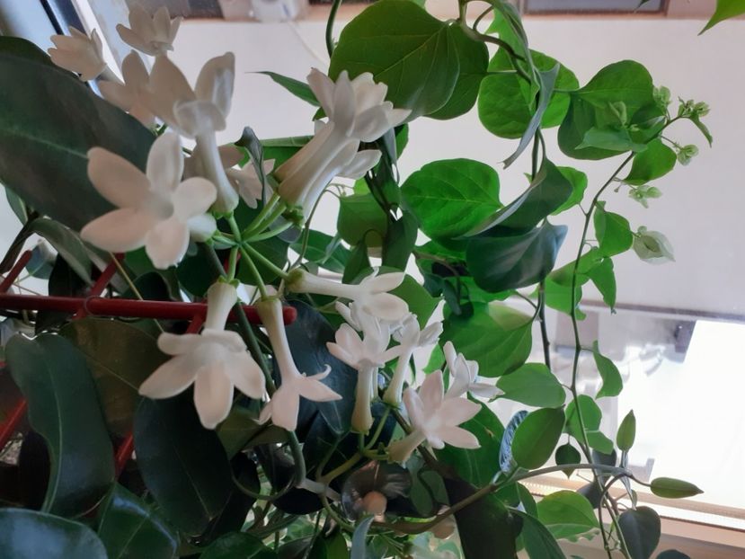  - Stephanotis parfumata - Iasomia de Madagascar -Floarea Fericirii