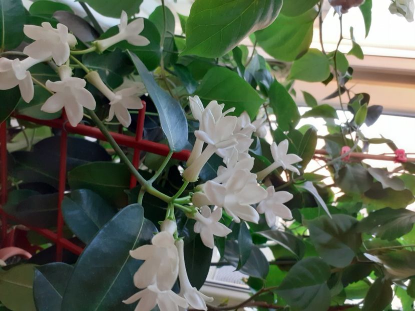  - Stephanotis parfumata - Iasomia de Madagascar -Floarea Fericirii
