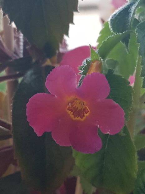 Amazing Grace- floare cu 6 petale. - Achimenes 2022