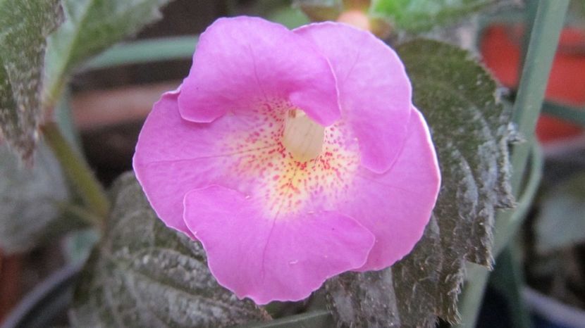 BriD's Iris - ACHIMENES 2022