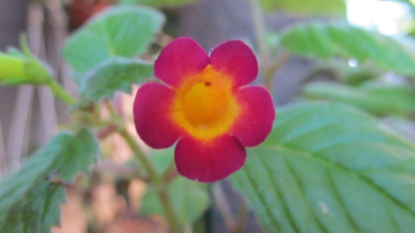 MM's Kiss - ACHIMENES 2022