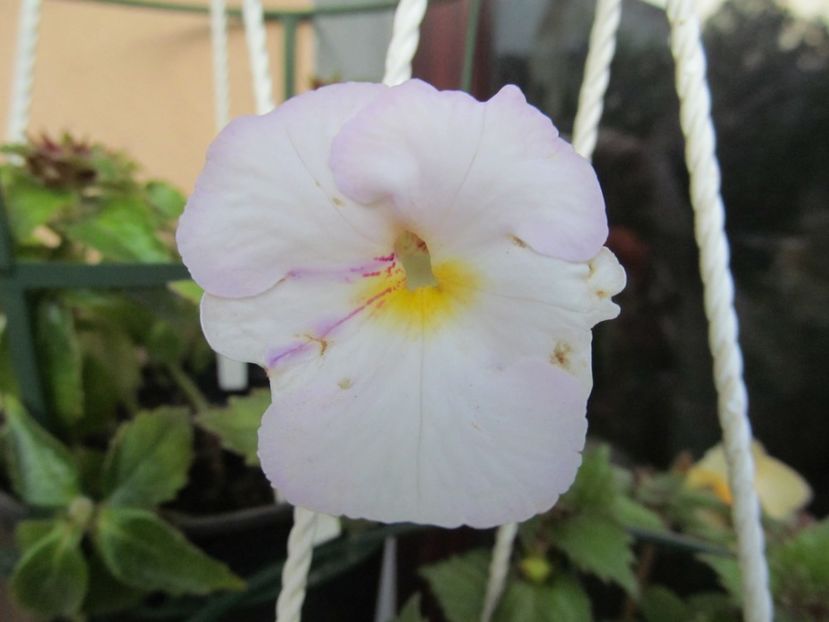 xA Sagittarius - ACHIMENES 2022