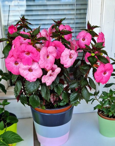 Am numarat 41 flori si boboci . - Madame Bovary 2022