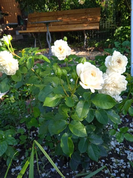 Tranquility - Gradina 2022