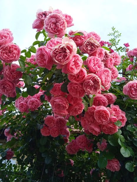 Parade - Gradina 2022