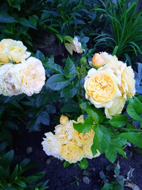 Lampion - Gradina 2022