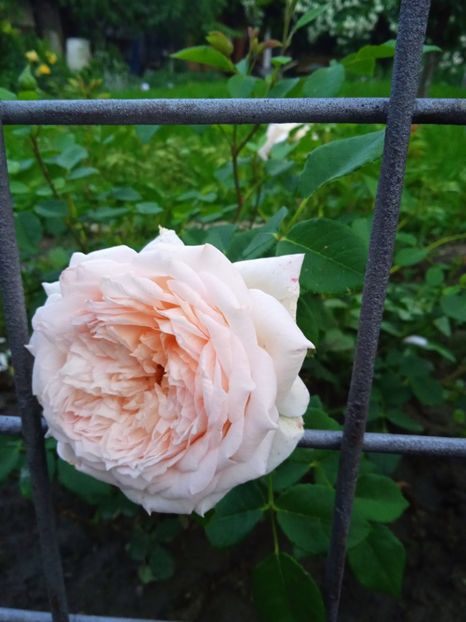 Batsheba - Gradina 2022