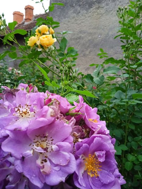 Chewbluemoore - Gradina 2022