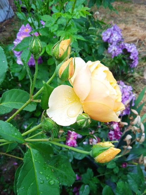 Graham - Gradina 2022