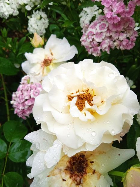 Irene Frein - Gradina 2022