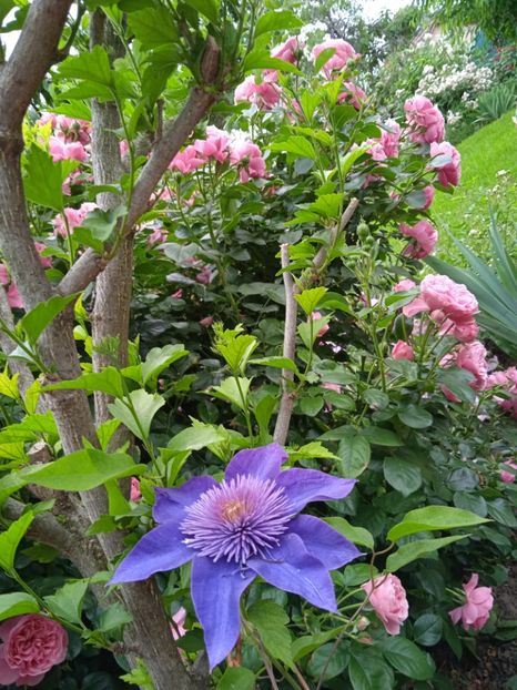 Leonardo - Gradina 2022