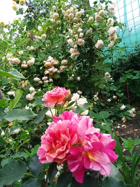 Edgar Degas - Gradina 2022