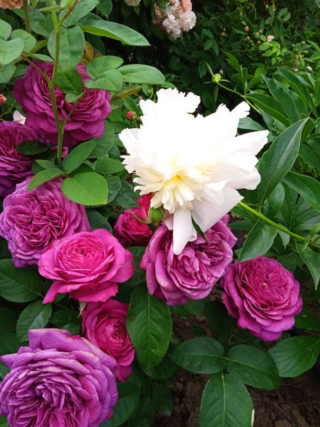 Heidi Klum - Gradina 2022