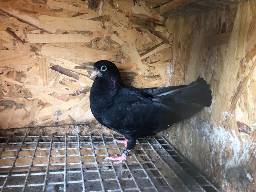 405/22 - 5- lot zbor 2022