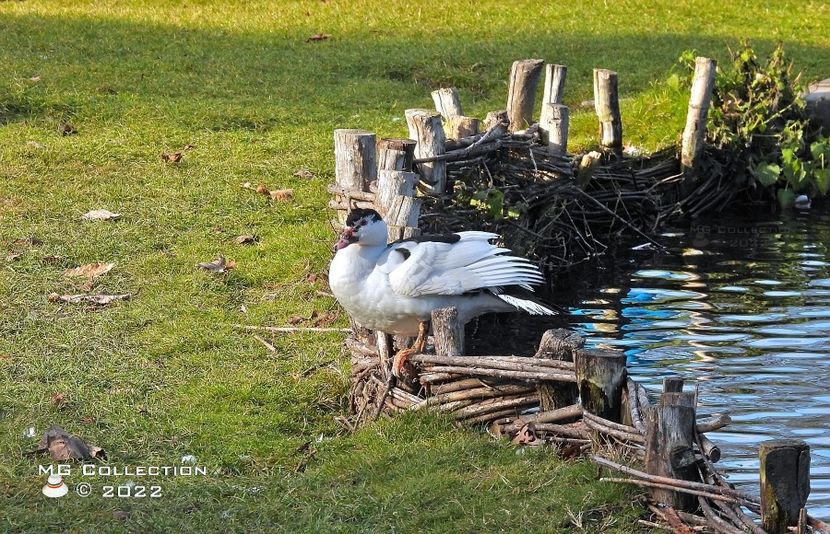  - PASARI - BIRDS