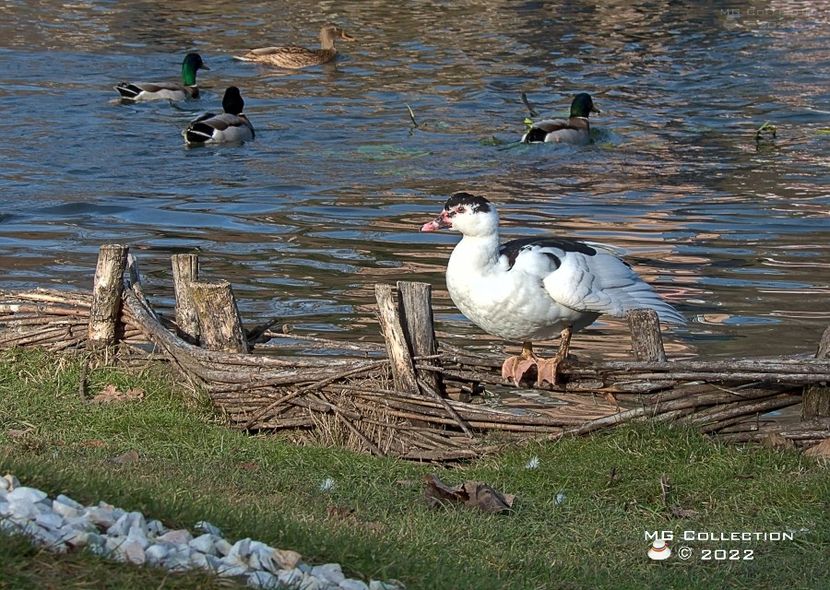  - PASARI - BIRDS