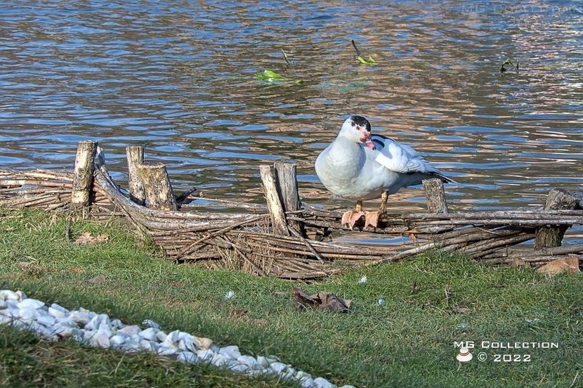  - PASARI - BIRDS