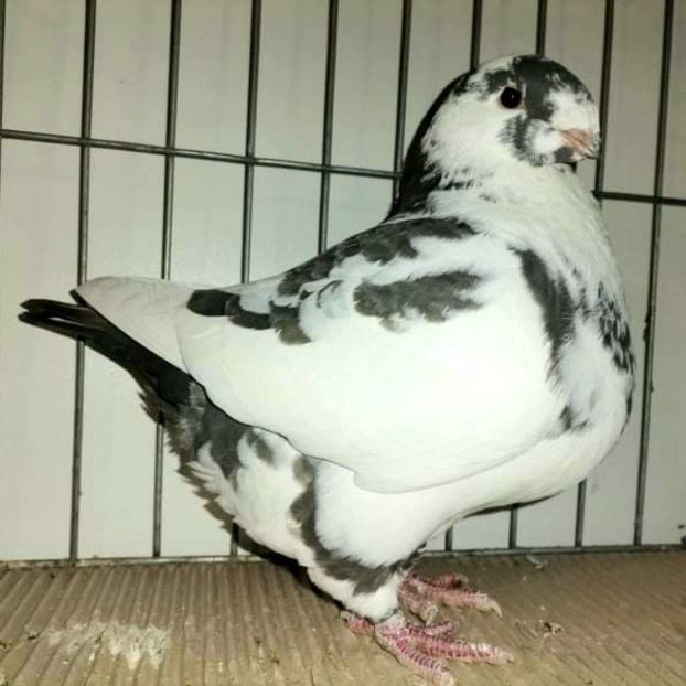 F2020 - Perechi Matca 2023 Agh