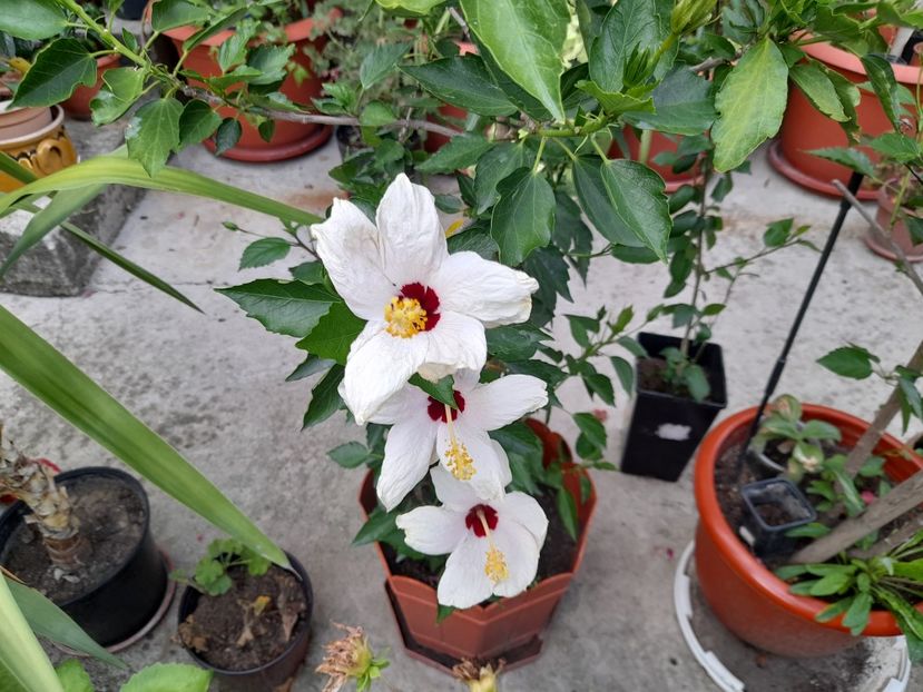  - 111 Bucurii pentru suflet 2022