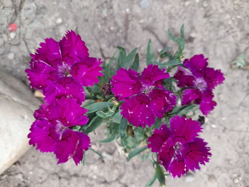  - 111 Bucurii pentru suflet 2022