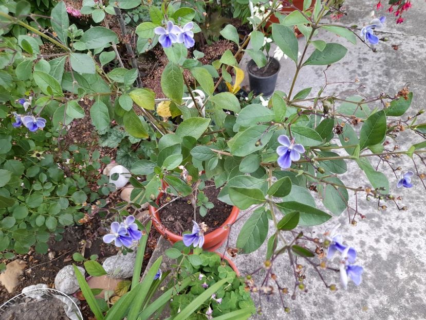  - 111 Bucurii pentru suflet 2022