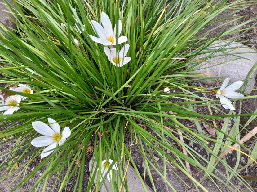  - 111 Bucurii pentru suflet 2022