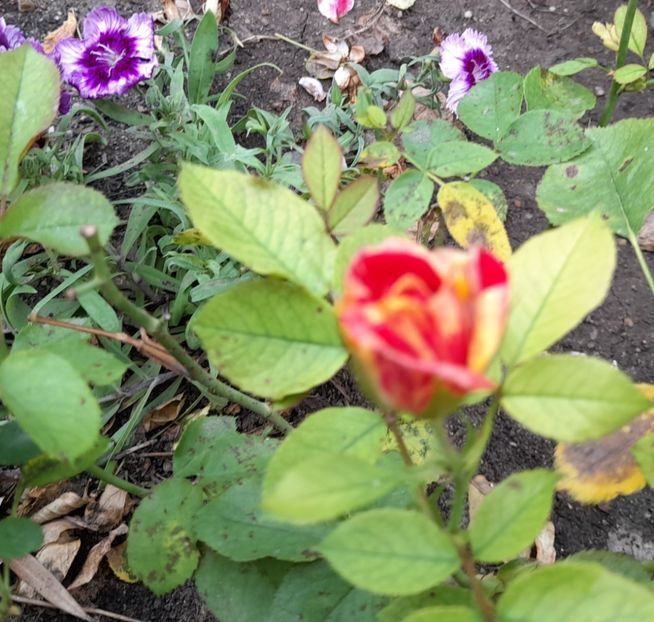  - 111 Bucurii pentru suflet 2022