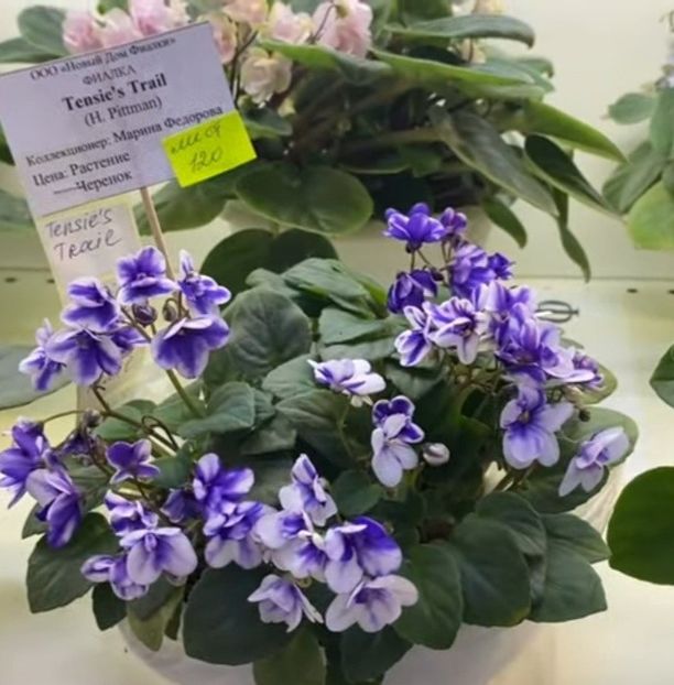 Screenshot_20220705-110524_YouTube - 2aaaa