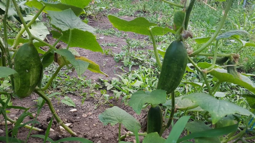  - 08 Gradinuta de legume 2022